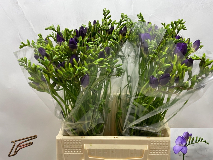 <h4>FR EN MERCURIUS</h4>