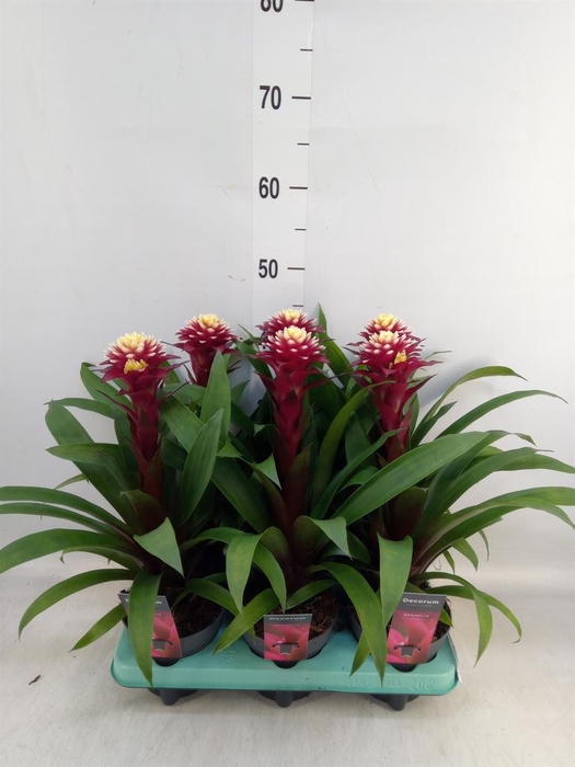 <h4>Guzmania  'Francesca'</h4>