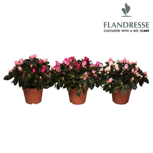 Azalea Flandresse® 'carnaval' 30 - 32 cm