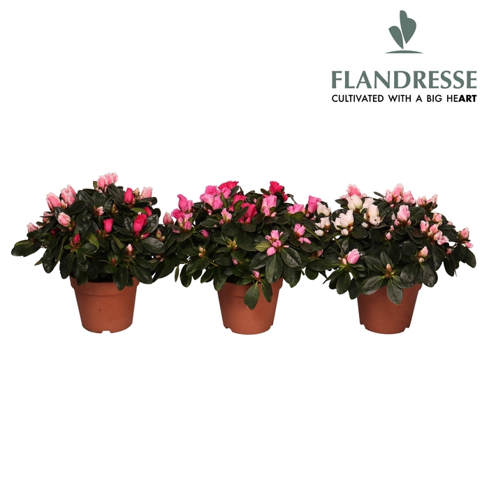 <h4>Azalea Flandresse® 'carnaval' 30 - 32 cm</h4>