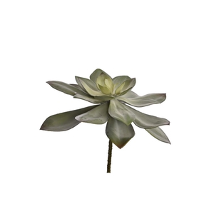 Large Echeveria d32cm green