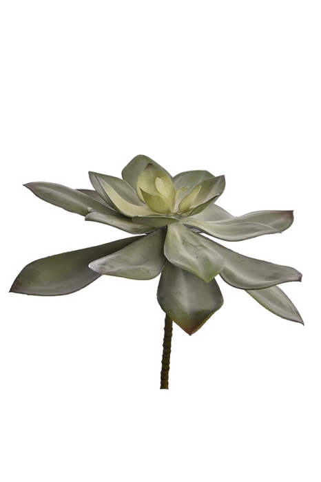 <h4>Large Echeveria d32cm green</h4>