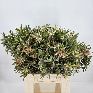 Leucadendron  'Ayoba Star Pearl'