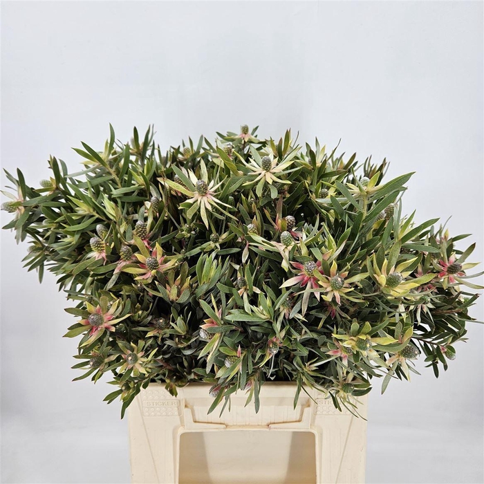 <h4>Leucadendron  'Ayoba Star Pearl'</h4>