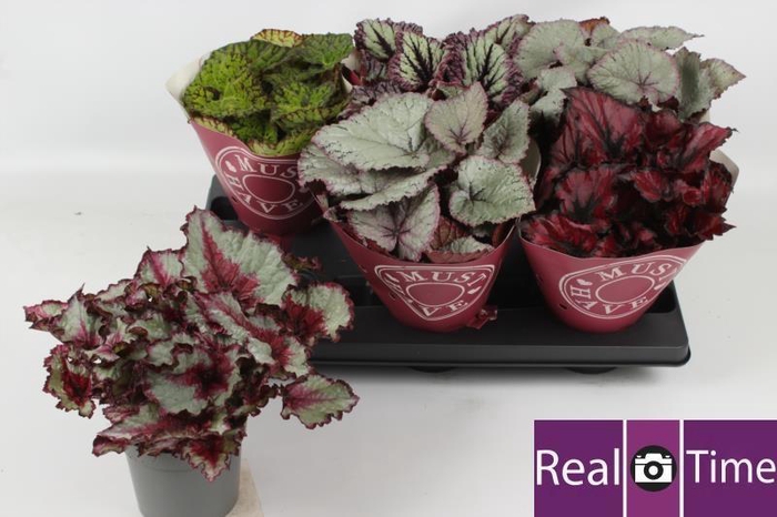 <h4>BEG BEL GEM</h4>