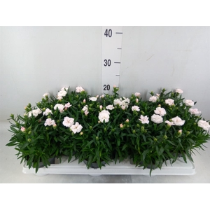 Dianthus  'Oscar White And Red'