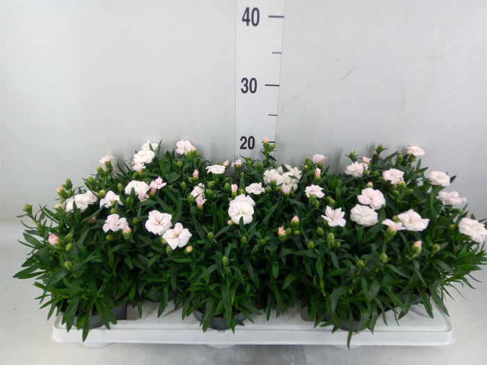 <h4>Dianthus  'Oscar White And Red'</h4>