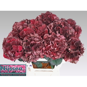 HYDR M MAG D RUBY CL