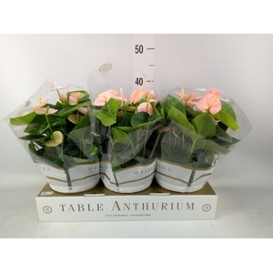 Anthurium andr. 'Spirit'