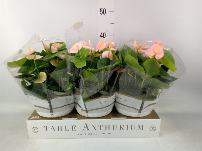 <h4>Anthurium andr. 'Spirit'</h4>