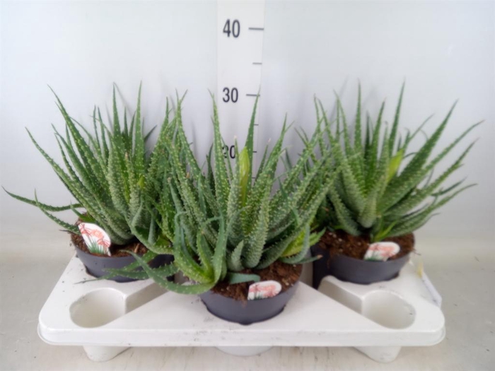 <h4>Aloe humilis</h4>