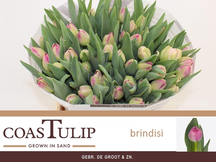 <h4>TU DU BRINDISI</h4>