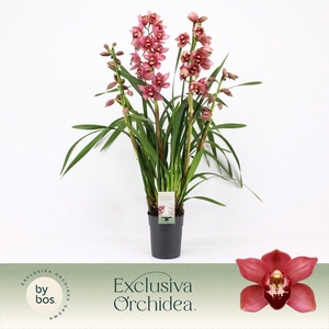 Cymbidium, Jolly Red 4-spike P14 'Exclusiva Orchidea'