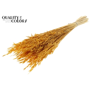 Avena per bunch Intense Apricot