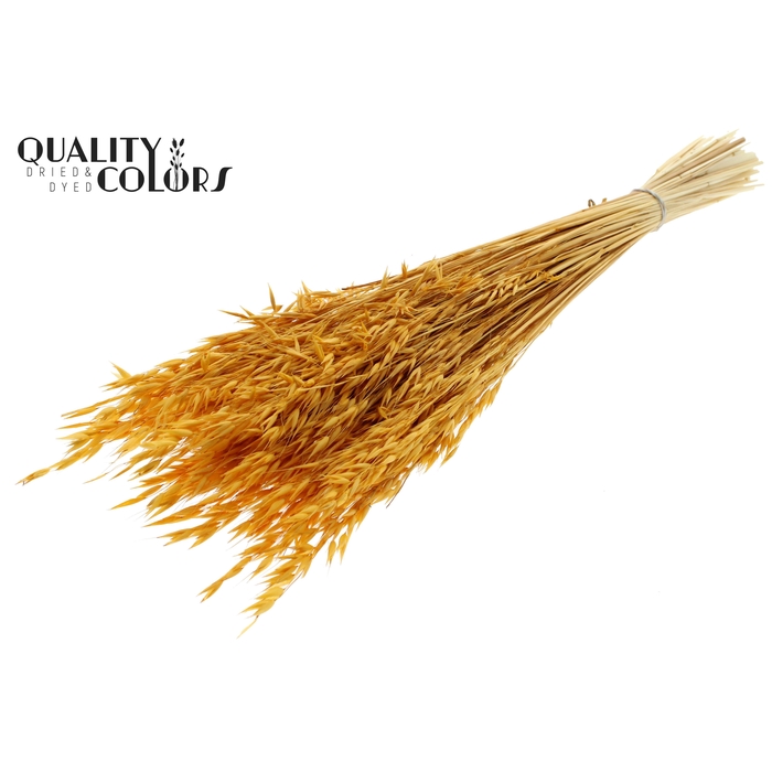 <h4>Avena per bunch Bleached Apricot</h4>