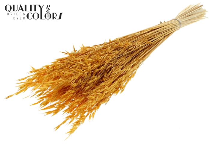 Avena per bunch Bleached Apricot