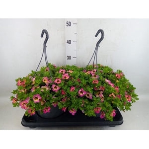 Calibrachoa   ...mix