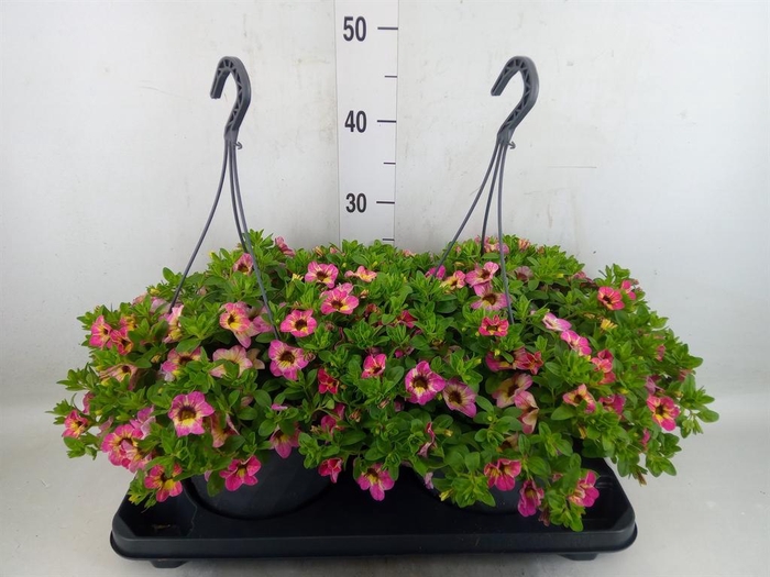<h4>Calibrachoa   ...mix</h4>