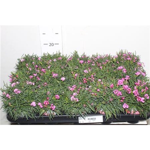 ** Dian Purple Star * Spring Deal *