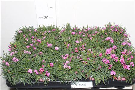 <h4>** Dian Purple Star * Spring Deal *</h4>