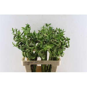 Drac S Lucky Bamboo