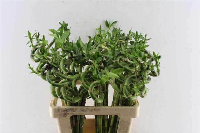 <h4>Drac S Lucky Bamboo</h4>