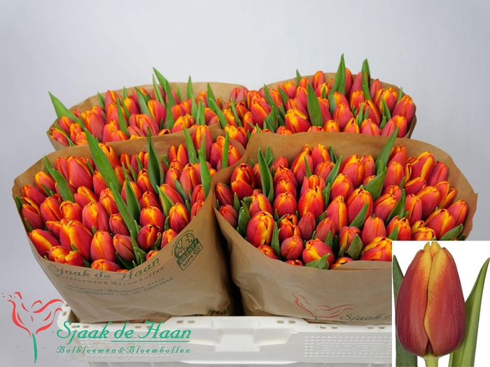 <h4>TU EN TROPICANA</h4>