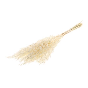 Bunch Avena Salvaje Slv 100g