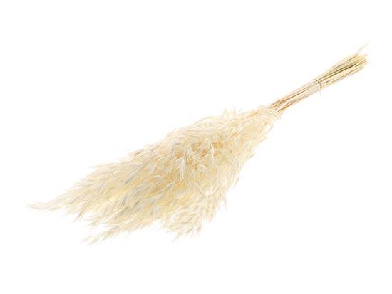 Bunch Avena Salvaje Slv 100g