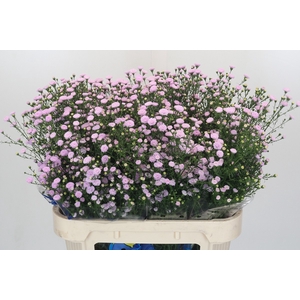 Aster Baby Pink Pearl