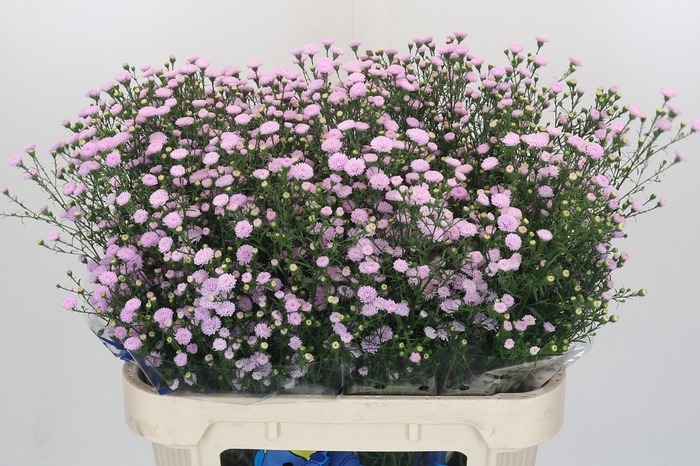 Aster Baby Pink Pearl