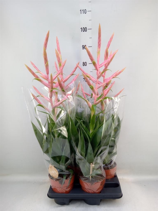 <h4>Tillandsia 'Dolce'</h4>