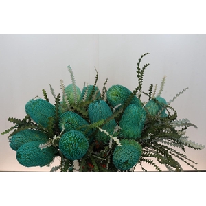 Banksia Speciosa Green