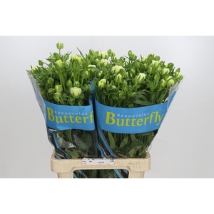 Ranunculus Butterfly Graces