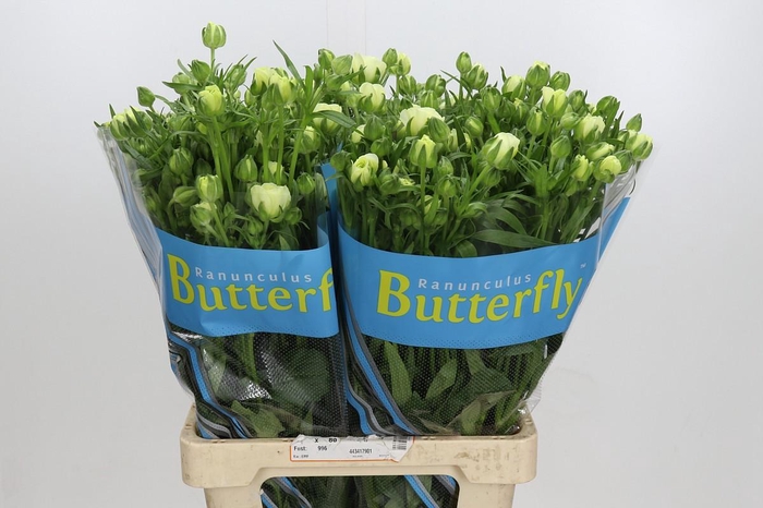 <h4>Ranunculus Butterfly Graces</h4>