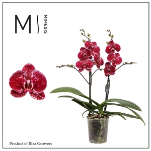 Phalaenopsis Eduction 2 spike – 12cm | Mimesis
