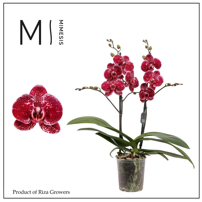 <h4>Phalaenopsis Eduction 2 spike – 12cm | Mimesis</h4>