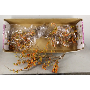 CELAS SC NICO BES 45CM