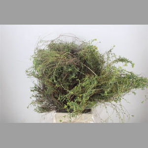 Euph Spinoza Long 500gr P Bunch