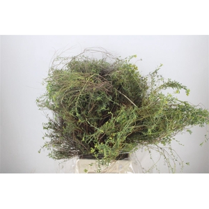 Euph Spinoza Long 500gr P Bunch