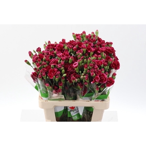 Dianthus TR 'Royal Tessino'