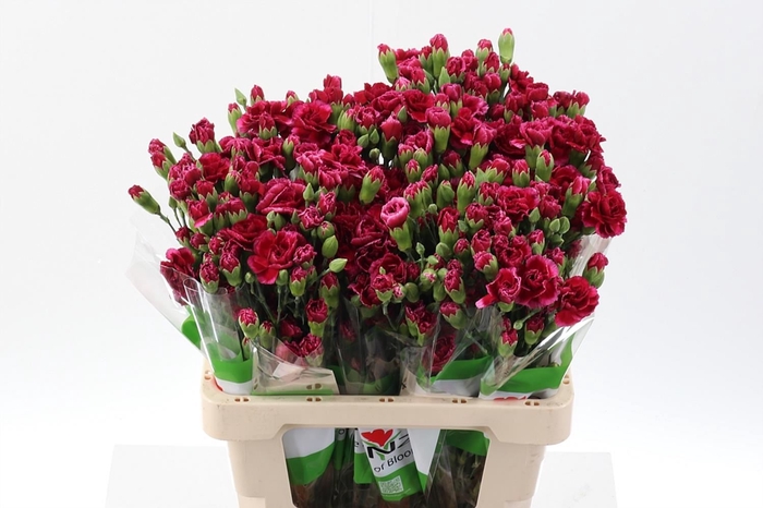 <h4>Dianthus TR 'Royal Tessino'</h4>