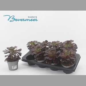 AEONIUM AB VELOURS