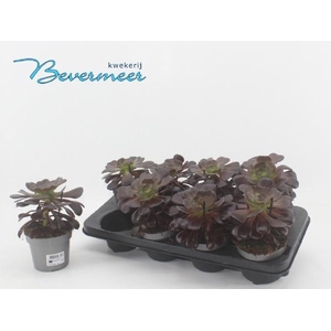 AEONIUM AB VELOURS
