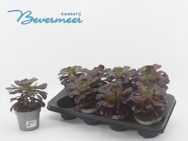 <h4>AEONIUM AB VELOURS</h4>