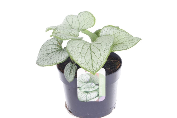 <h4>Brunnera Silver Spear</h4>