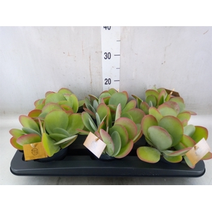 Kalanchoe NF thyrsiflora