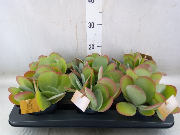 <h4>Kalanchoe NF thyrsiflora</h4>