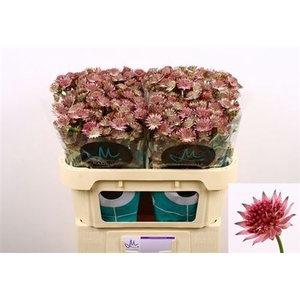 Astrantia Roma 70cm