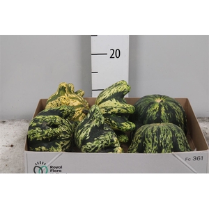 Cuc Pep Patisson Mix